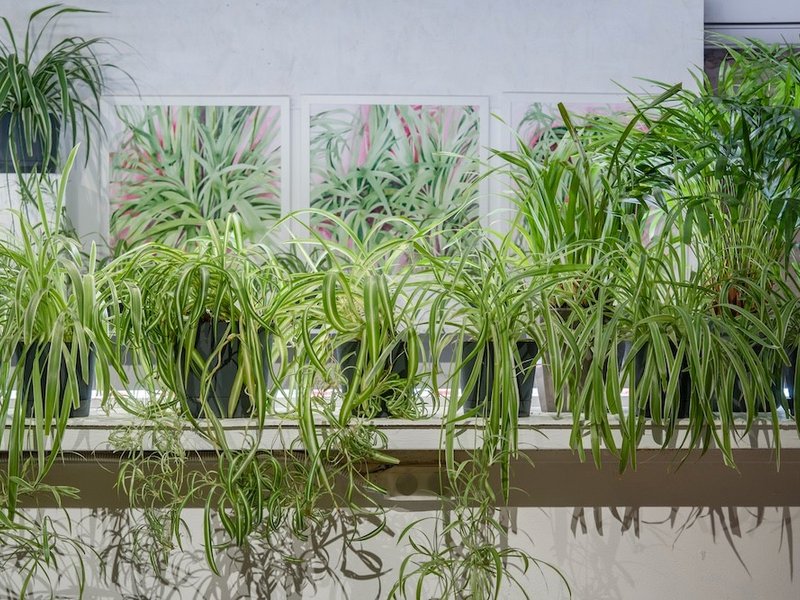 Медиация по двухчастной выставке «Просто лист»